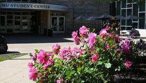 pink-rose-bed